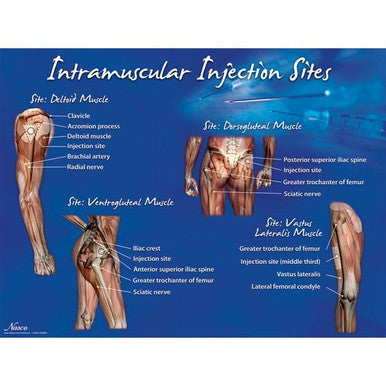 Nasco Intramuscular Injection Sites Sets