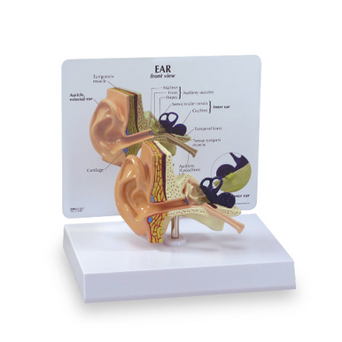 Human Ear Model