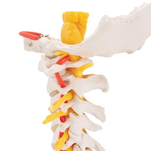 Cervical Human Spinal Column Model - 3B Smart Anatomy