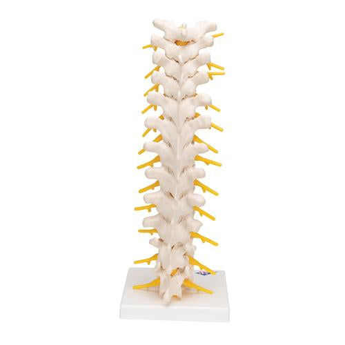 Simulaids Thoracic Human Spinal Column Model - 3B Smart Anatomy