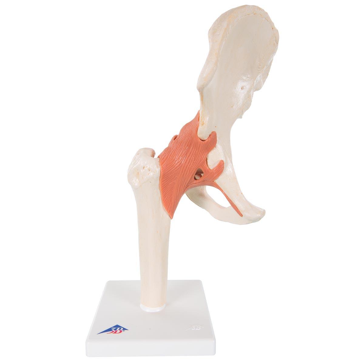 Simulaids A81/1 Deluxe Functional Hip