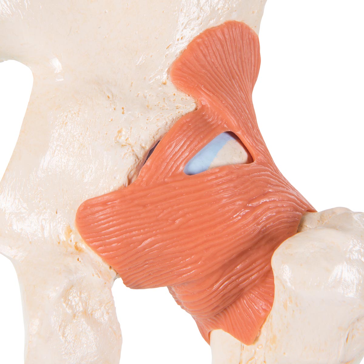 Simulaids A81/1 Deluxe Functional Hip