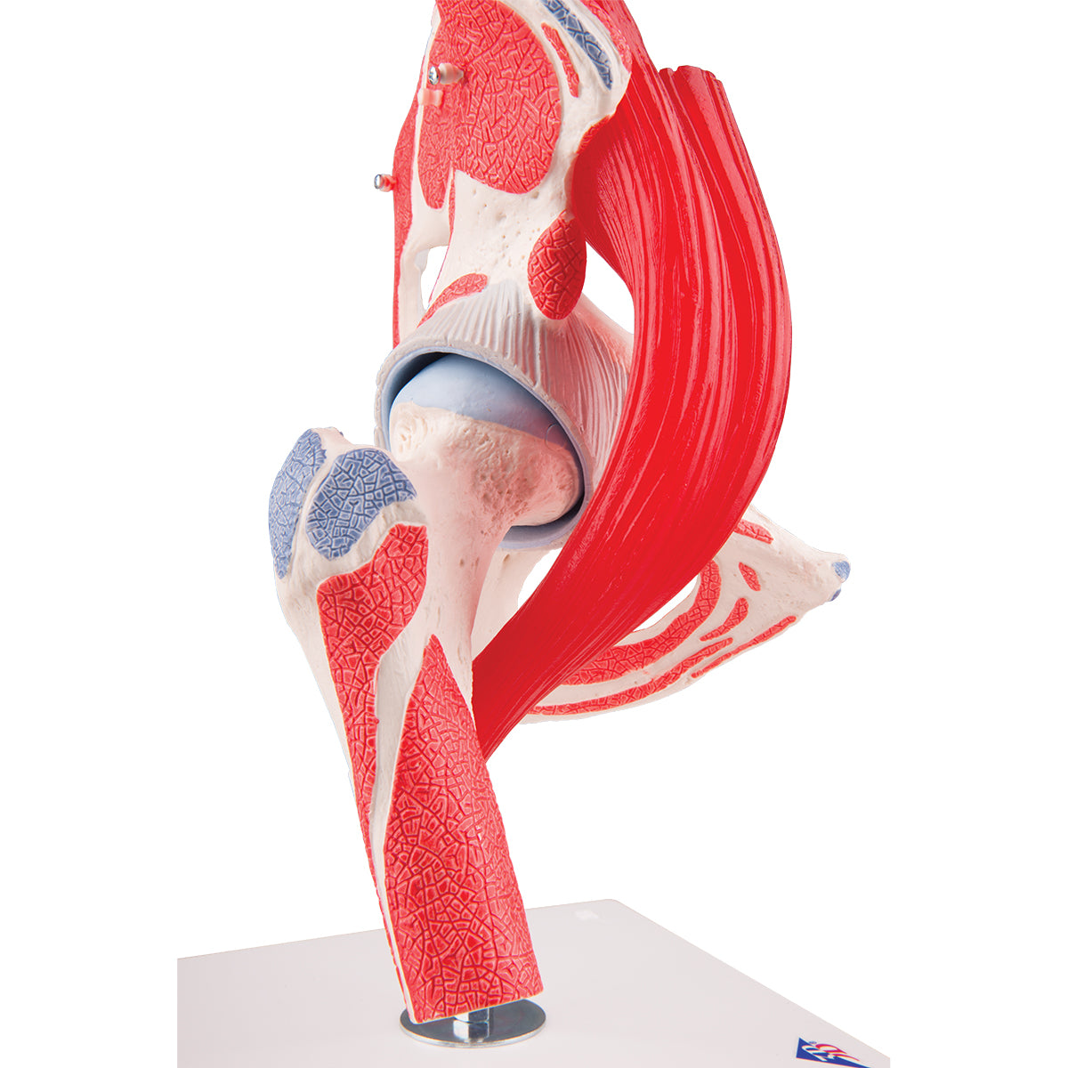 Human Hip Joint Model with Removable Muscles, 7 part - 3B Smart Anatomy