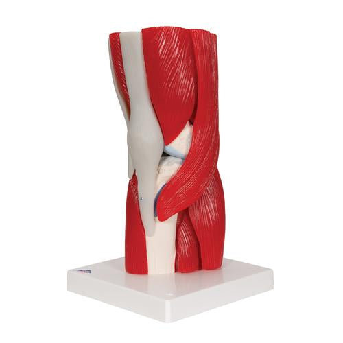 Human Knee Joint Model with Removable Muscles, 12 part - 3B Smart Anatomy