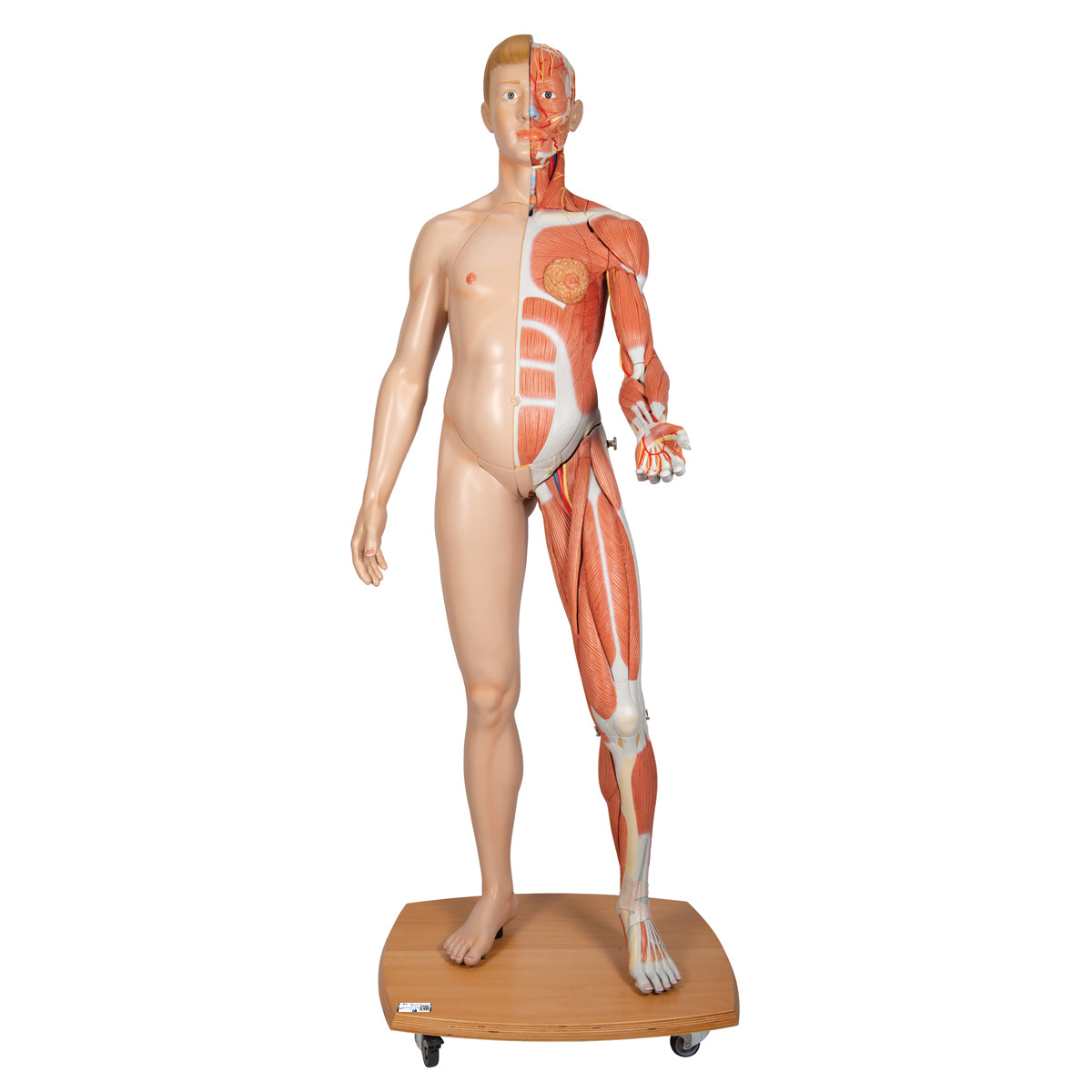 Life-Size Dual Sex Human Figure, Half Side with Muscles, 39 part - 3B Smart Anatomy