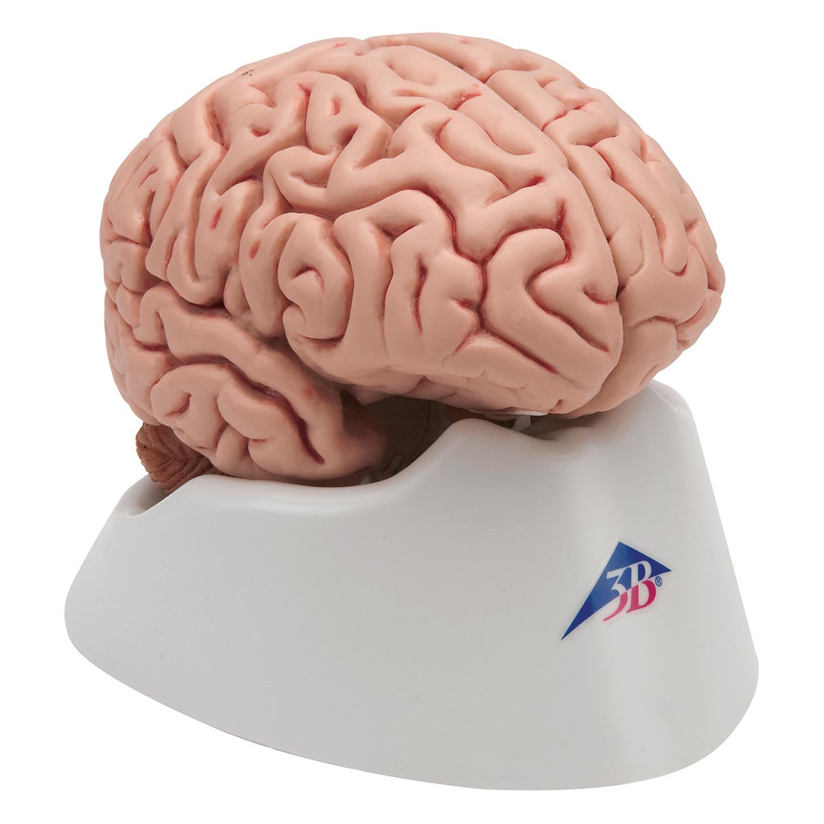 Classic Human Brain Model, 5 part - 3B Smart Anatomy