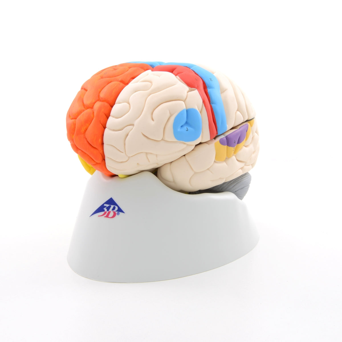 Human Neuro-Anatomical Brain Model, 8 part - 3B Smart Anatomy