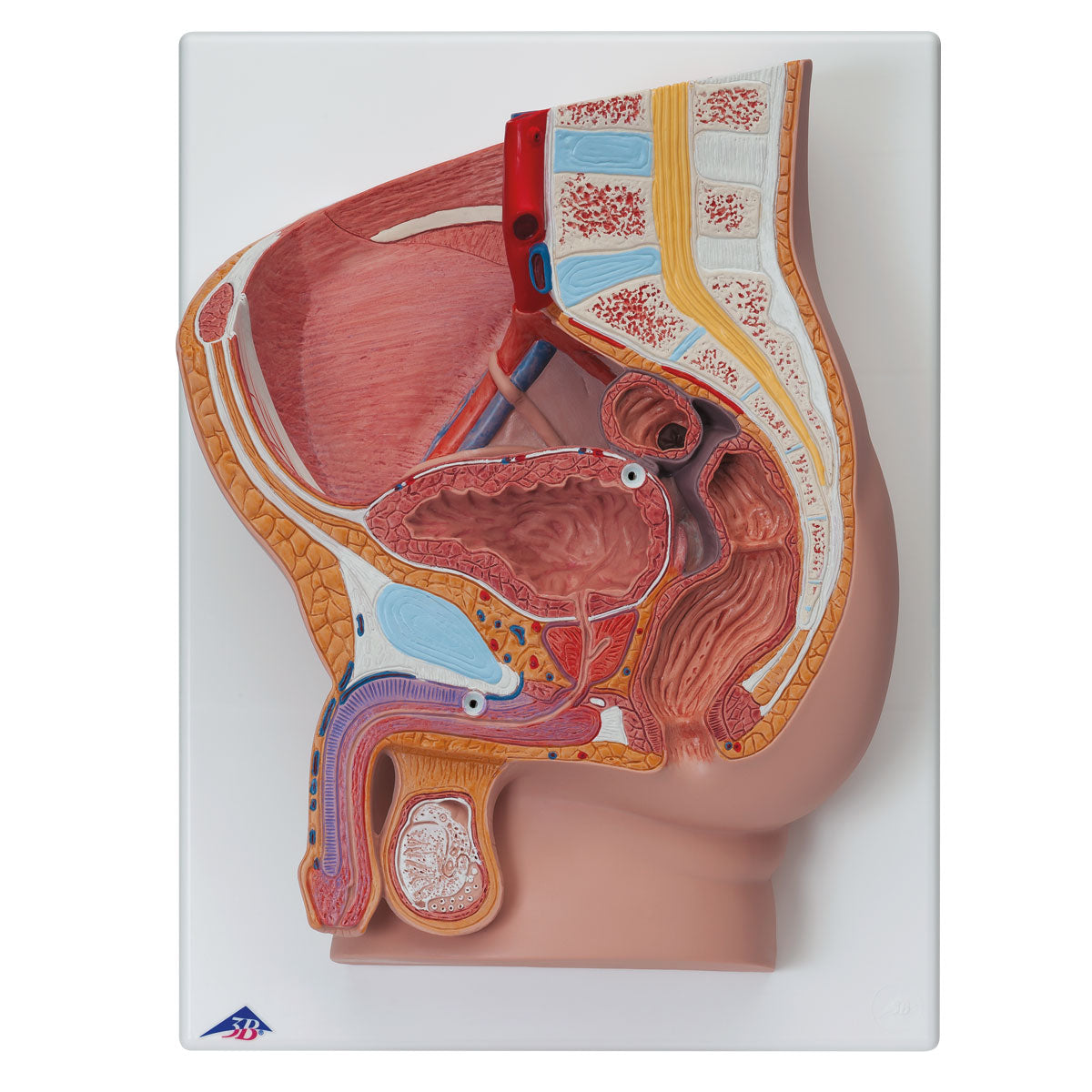 Male Pelvis Model in Median Section, 2 part - 3B Smart Anatomy