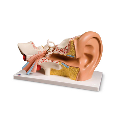 Simulaids Human Ear