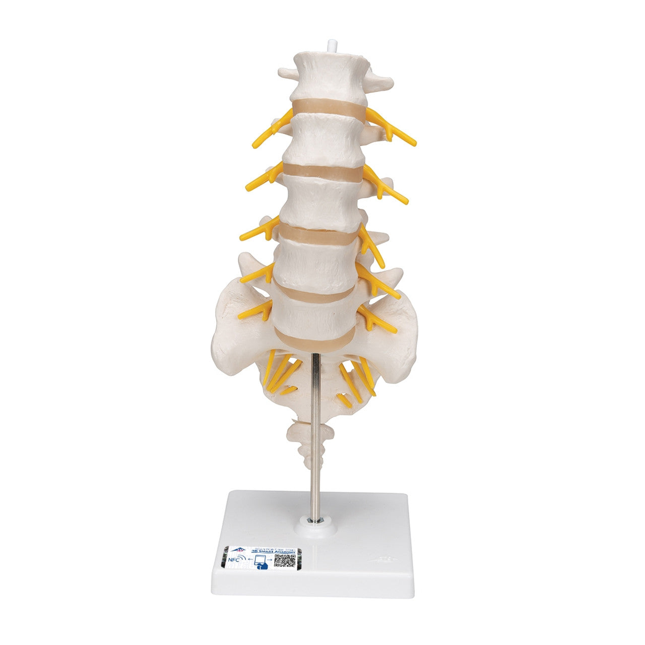 Simulaids Lumbar Spine Model