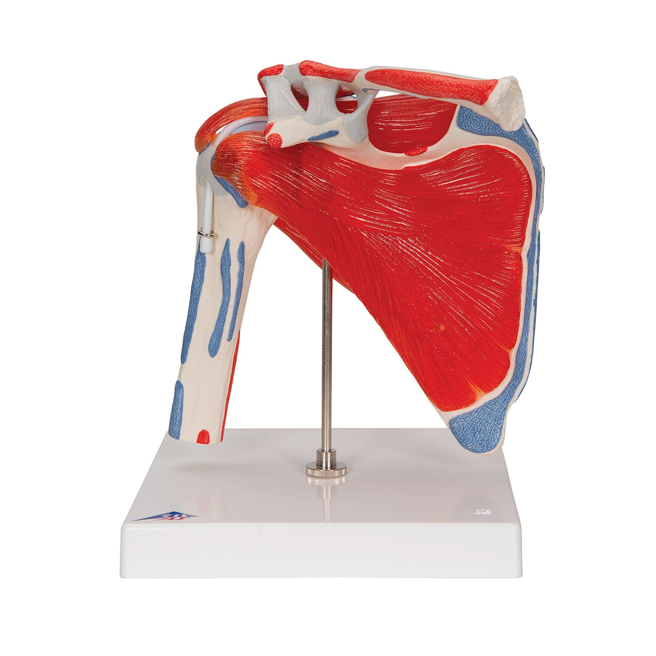 Simulaids Shoulder Joint Model with Rotator Cuff Muscles (5 part)