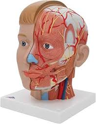 Human Head Model with Neck, 4 part - 3B Smart Anatomy